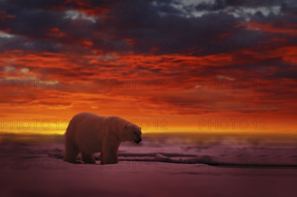 Polar Bear (Ursus maritimus) adult on snowy drift ice in spectacular sunset with red evening sky, Canada