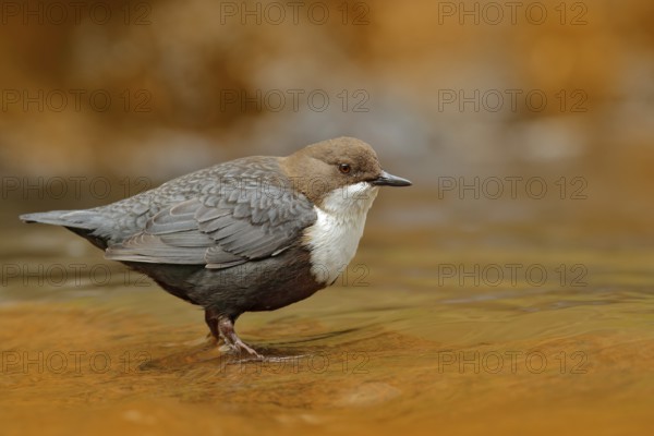 White-throated Dipper, Cinclus cinclus, brown bird with white throat in the river, waterfall in the background, animal behavior in the nature habitat, with food in the bill, nesting time, wildlife Germany