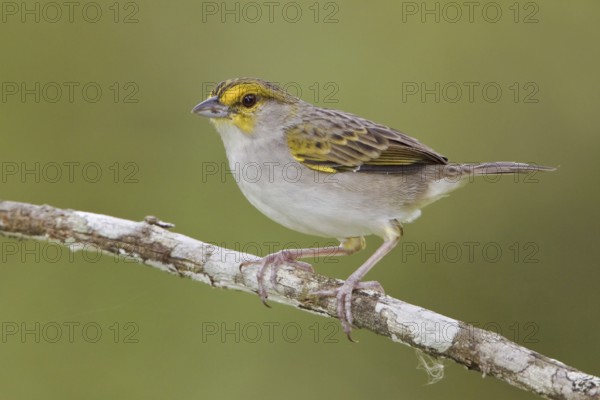 Yellow-browed Sparrow (Ammodramus aurifrons), Ecuador