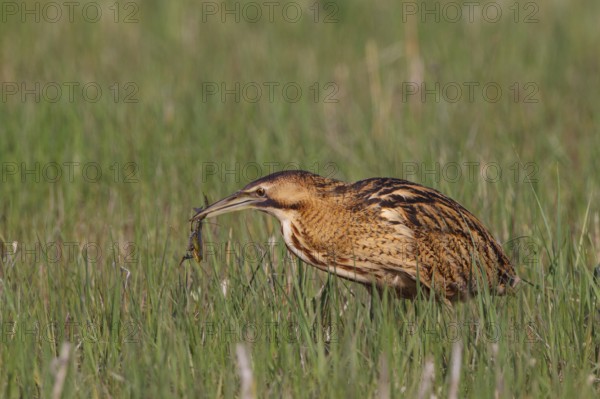 Eurasian Bittern (Botaurus stellaris) feeding on a frog, Austria
