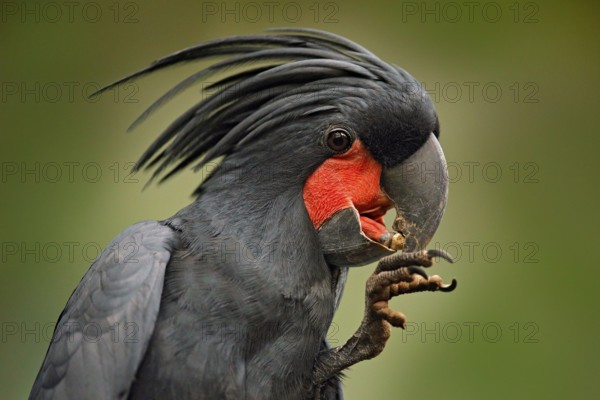 Palm cockatoo, Probosciger aterrimus, talon in the bill, New Guinea. Head of big grey bird. Wildlife scene from New Guinea. Detail portrait of dark parrot, green forest habitat