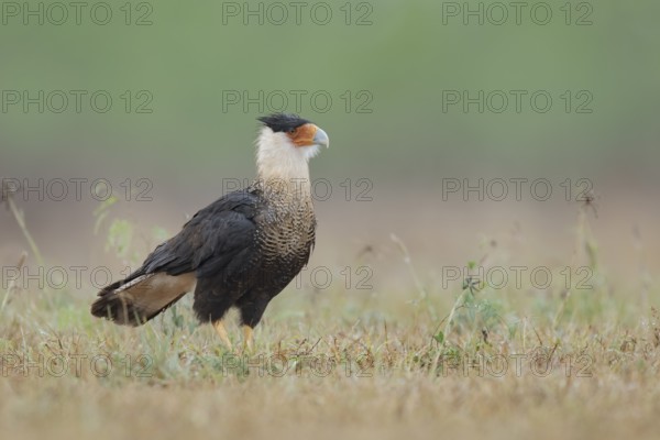 Northern Crested Caracara (Caracara cheriway) perched on the ground, Texas, USA