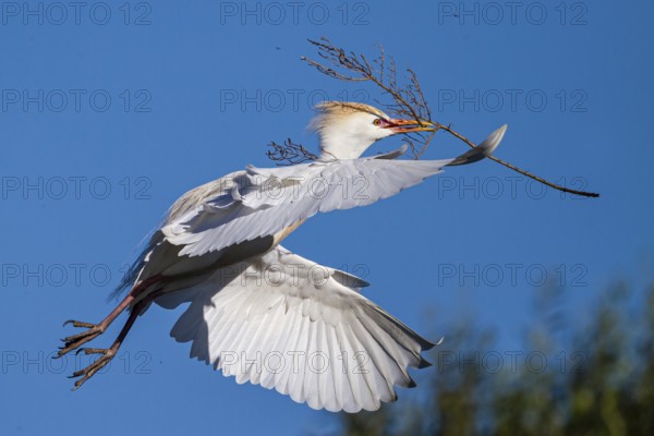 Western Cattle Egret (Bubulcus ibis) flying with nesting material in beak, Mallorca, Spain