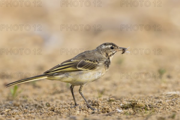 Western Yellow Wagtail (Motacilla flava) juvenile with an insect in its beak, North Rhine-Westphalia, Germany