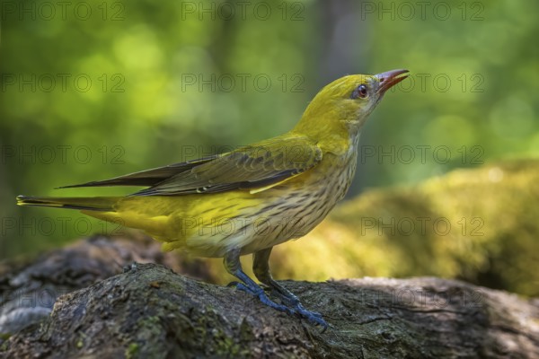 Eurasian Golden Oriole (Oriolus oriolus) female, Hungary