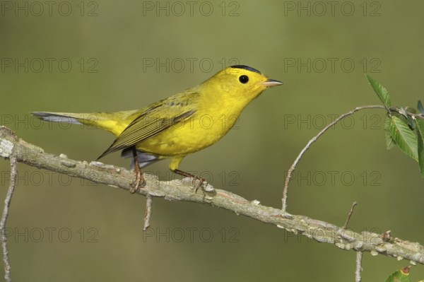 Wilson's Warbler (Cardellina pusilla), Texas, USA