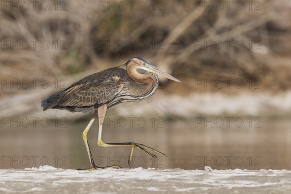 Purple Heron (Ardea purpurea) foraging, Eilat, Israel