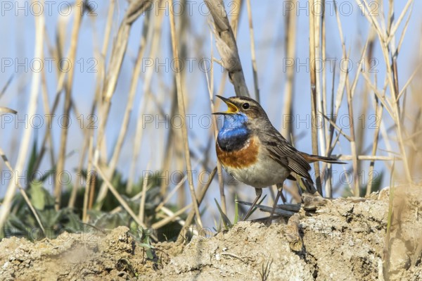 Bluethroat (Luscinia svecica cyanecula) male singing, Mecklenburg-Western Pomerania, Germany