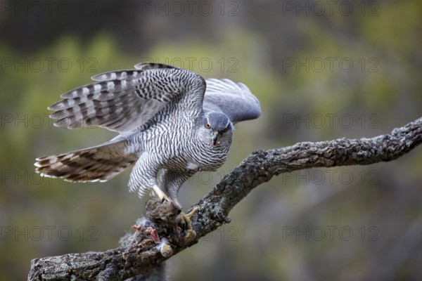 Northern Goshawk (Accipiter gentilis) female with prey, Madrid, Spain