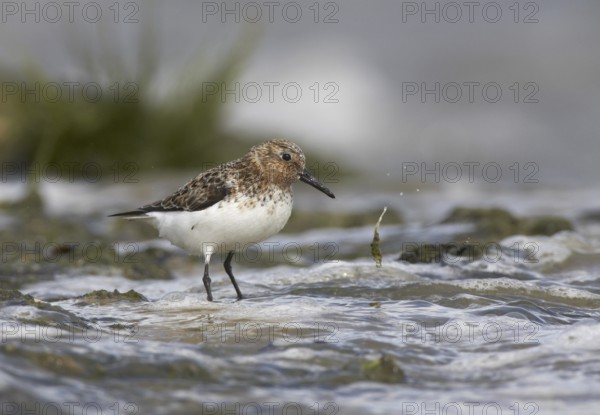 Sanderling (Calidris alba) foraging, Schleswig-Holstein, Germany
