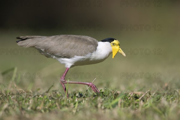 Masked Lapwing (Vanellus miles miles), Queensland, Australia