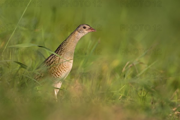 Corn Crake (Crex crex), Saxony-Anhalt, Germany