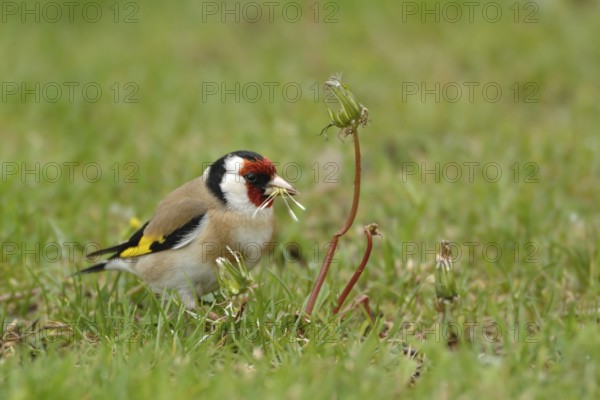 European Goldfinch (Carduelis carduelis) male, North Rhine-Westphalia, Germany