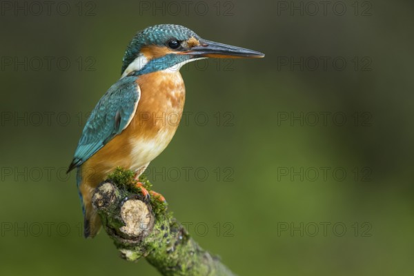 Common Kingfisher (Alcedo atthis) female perched on a branch, Lower Saxony, Germany