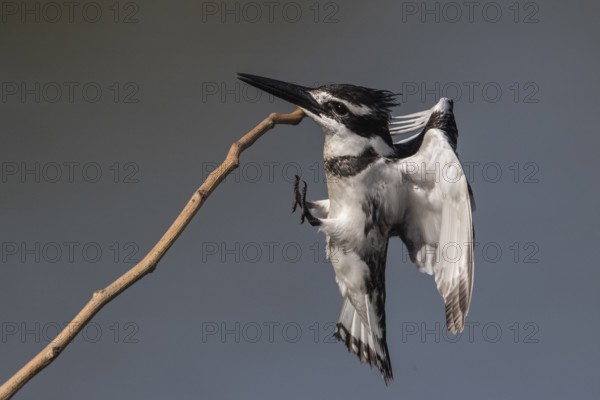 Pied Kingfisher (Ceryle rudis) female landing on a twig, Gambia