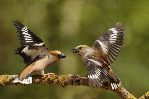 Hawfinch (Coccothraustes coccothraustes) males wrangling, Utrecht, Netherlands