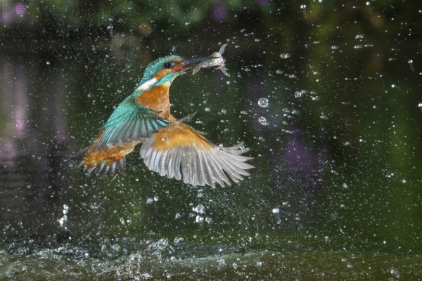 Common Kingfisher (Alcedo atthis) male fishing, Lower Saxony, Germany