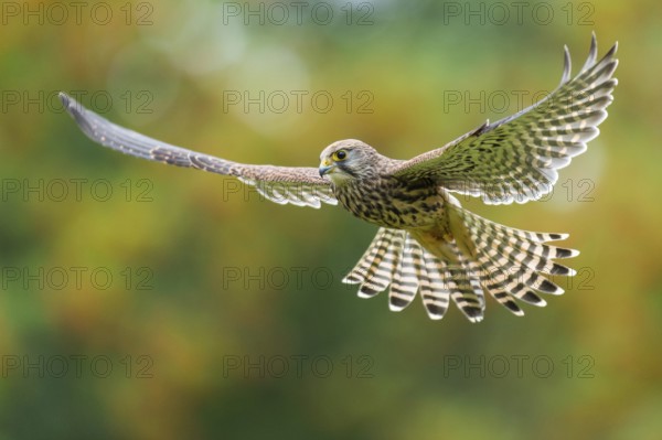 Common Kestrel (Falco tinnunculus) female flying, Lower Saxony, Germany