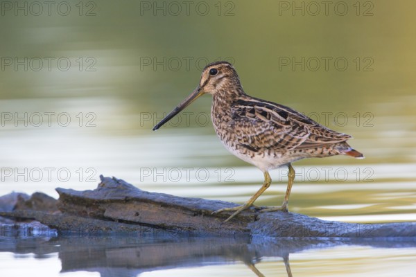 Latham's Snipe (Gallinago hardwickii) foraging, Victoria, Australia