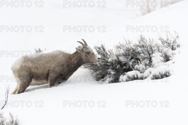 Bighorn Sheep (Ovis canadensis) female feeding in snowy countryside, Yellowstone National Park, Wyoming, USA