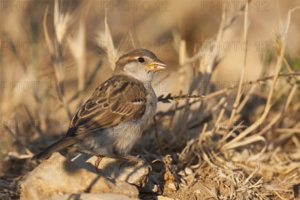 House Sparrow - Haussperling - Passer domesticus ssp. domesticus, juvenile, Croatia