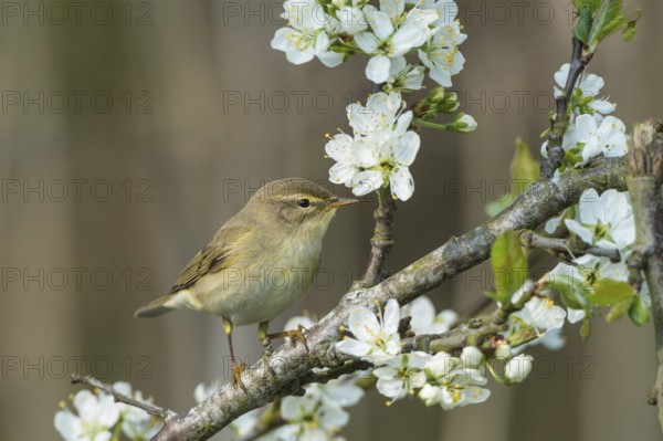 Willow Warbler (Phylloscopus trochilus), Schleswig-Holstein, Germany