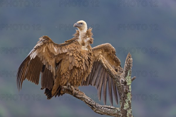 Gänsegeier, Eurasian Griffon Vulture, Griffon Vulture, Eurasian Griffon, Gyps fulvus, Vautour fauve, Buitre Leonado