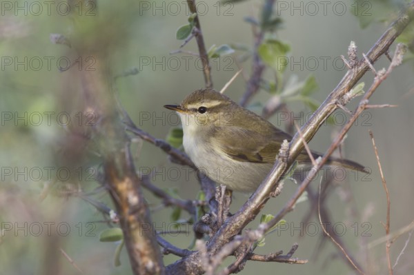 (Western) Greenish Warbler - Grünlaubsänger - Phylloscopus trochiloides ssp. viridianus, Kazakhstan