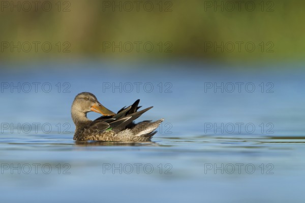 Slobeend, Northern Shoveler, Anas clypeata