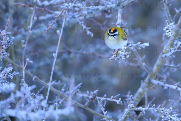 Common Firecrest (Regulus ignicapilla) male perched on a branch, Andalusia, Spain