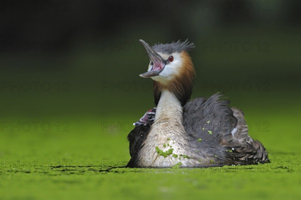 Great Crested Grebe (Podiceps cristatus), North Rhine-Westphalia, Germany