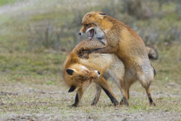 Red Fox (Vulpes vulpes) pair fighting and playing, Netherlands