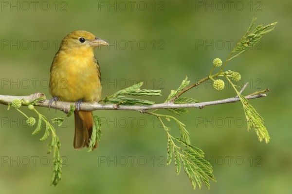 Summer Tanager (Piranga rubra) female, Texas, USA