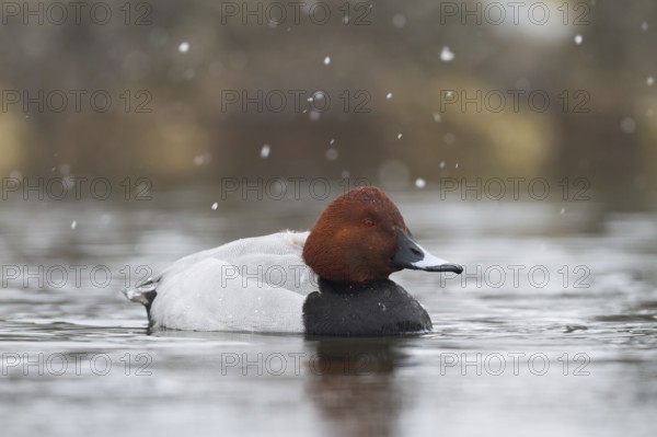 Common Pochard (Aythya ferina) male, Bavaria, Germany