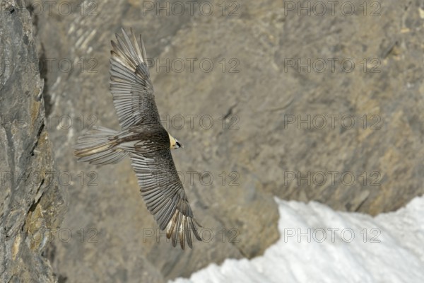 Bearded Vulture (Gypaetus barbatus) flying, Valais, Switzerland