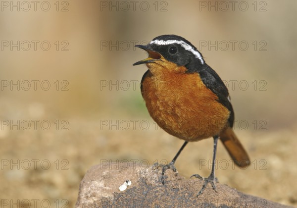 Moussier's Redstart (Phoenicurus moussieri) male singing, Morocco