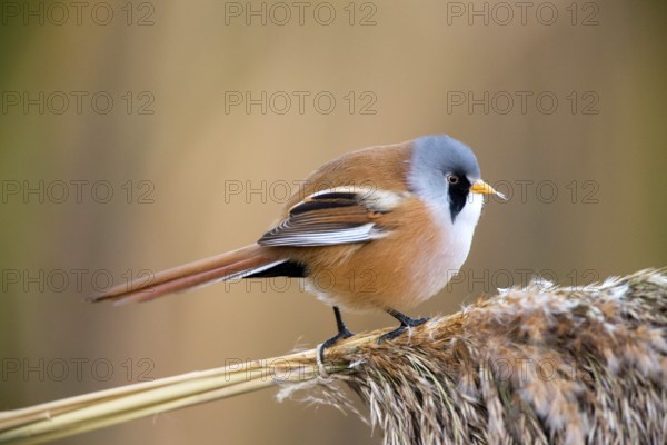 Bearded Reedling (Panurus biarmicus) male perched on reed, Castile-La Mancha, Spain