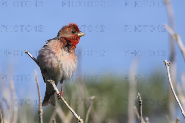 Common Rosefinch (Carpodacus erythrinus) male, Mecklenburg-Western Pomerania, Germany