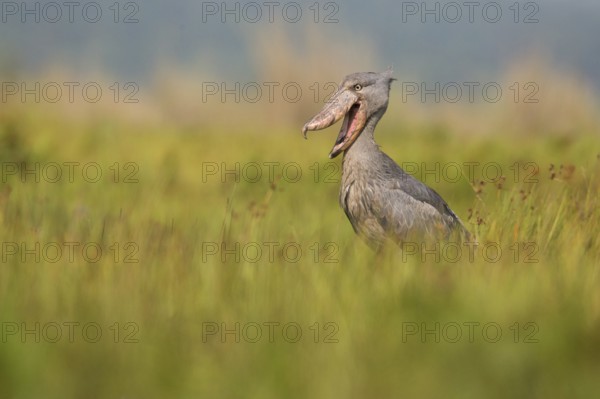 Shoebill (Balaeniceps rex) with open beak, Uganda