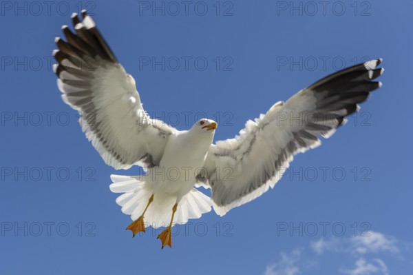 European Herring Gull (Larus argentatus) flying, Texel, Netherlands