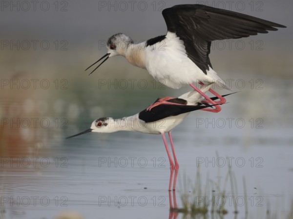 Black-winged Stilt (Himantopus himantopus) pair mating, Spain