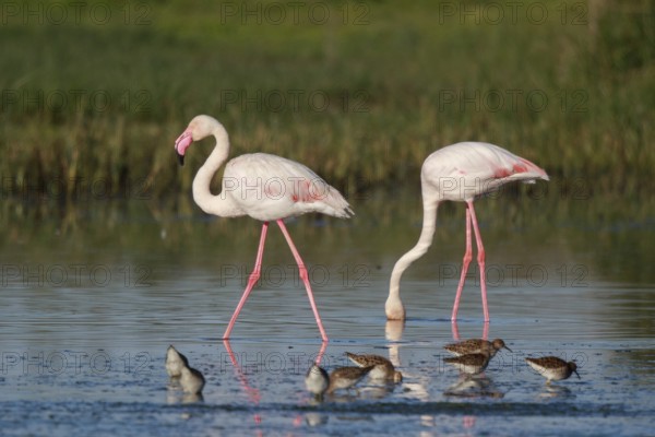 Greater Flamingo & Ruff (Phoenicopterus roseus & Calidris pugnax) foraging in shallow water, Greece