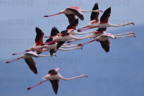 Greater Flamingo (Phoenicopterus roseus) group flying, Greece