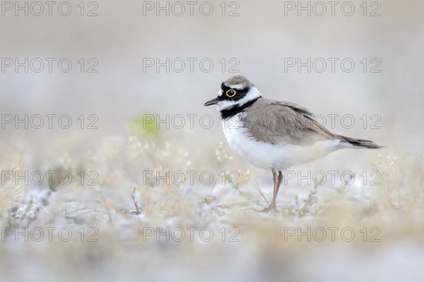 Little Ringed Plover (Charadrius dubius), Saxony-Anhalt, Germany