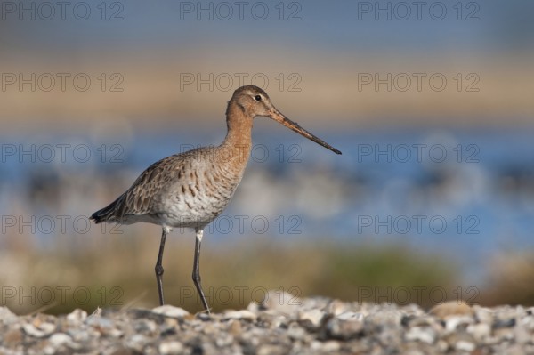 Black-tailed Godwit (Limosa limosa), Schleswig-Holstein, Germany