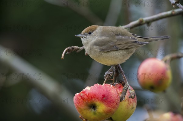 Eurasian Blackcap (Sylvia atricapilla) female, Sylviidae, Schleswig-Holstein, Germany