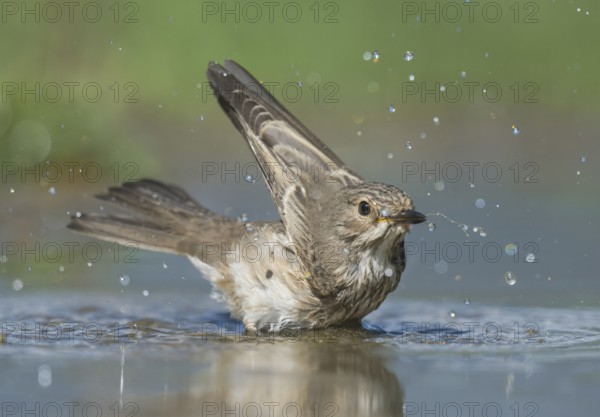 Spotted Flycatcher (Muscicapa striata) bathing, Aosta Valley, Italy