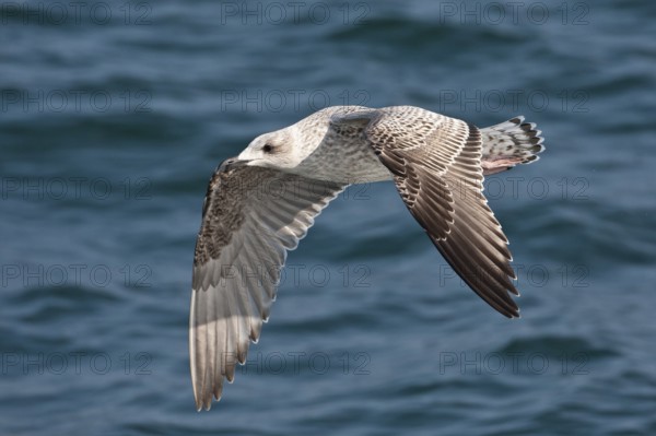 Great Black-backed Gull (Larus marinus) juvenile flying, North Sea, Germany
