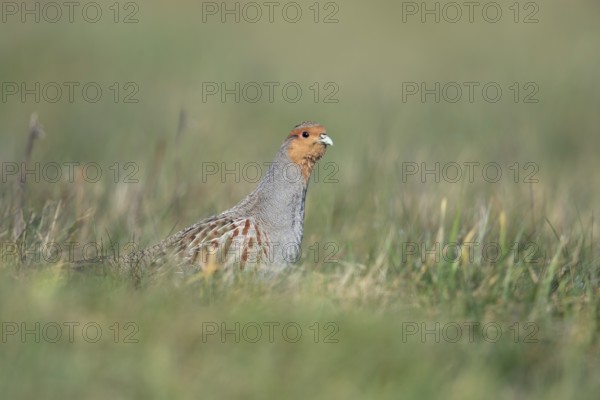 Grey Partridge (Perdix perdix) perched in grass field, North Rhine-Westphalia, Germany