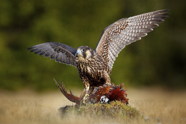 Peregrine falcon with caught kill Pheasant. Beautiful bird of prey feeding on killed big bird on the green mossy rock with dark forest in background. Bird carcass on forest meadow. Wildlife behaviour